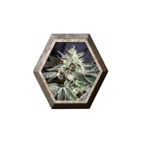 Black Jack 3 semillas Sweet seeds SWEET SEEDS  SWEET SEEDS