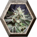 Black Jack 3 semillas Sweet seeds