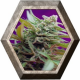 Black Jack Auto 3 semillas Sweet Seeds SWEET SEEDS  SWEET SEEDS