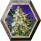 Fast Bud 2 Auto 3 semillas Sweet seeds SWEET SEEDS  SWEET SEEDS