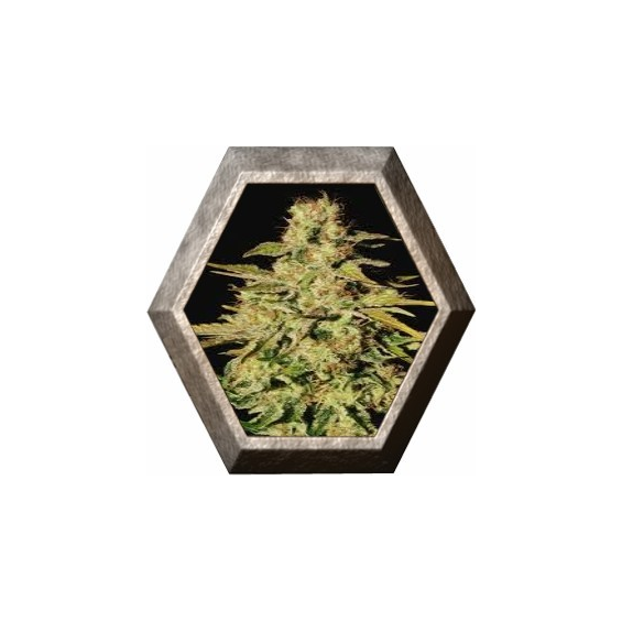 Jacky White 3 semillas Paradise seeds  PARADISE SEEDS PARADISE SEEDS