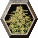 Jacky White 3 semillas Paradise seeds 