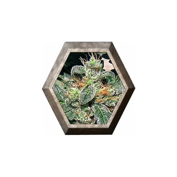 Red Diesel 1 semilla Barney's Farm Seeds BARNEY´S FARM SEEDS  BARNEY´S FARM