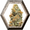 Pineapple Chunk 1 semilla Barney's Farm Seeds