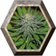 Pineapple Express 3 semillas Barney's Farm Seeds BARNEY´S FARM SEEDS  BARNEY´S FARM