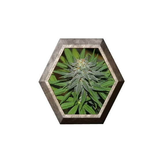 Pineapple Express 3 semillas Barney's Farm Seeds BARNEY´S FARM SEEDS  BARNEY´S FARM