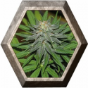 Pineapple Express 3 semillas Barney's Farm Seeds