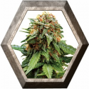 Tangerine Dream 1 semilla Barney's Farm Seeds