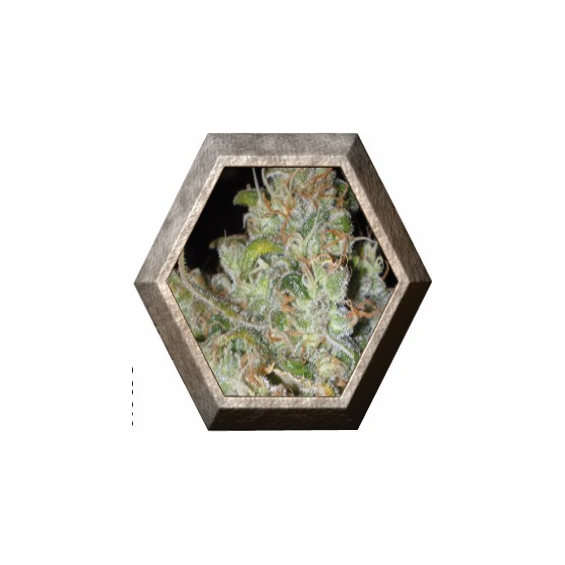 Kamikhaze 1 semillas Venus Seeds VENUS SEEDS VENUS SEEDS