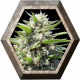 Northern Lights Auto 1 semilla Venus Seeds VENUS SEEDS VENUS SEEDS