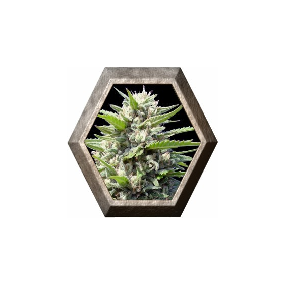 Northern Lights Auto 1 semilla Venus Seeds VENUS SEEDS VENUS SEEDS