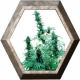 Early Skunk Regular 10 semillas Sensi Seeds SENSI SEEDS SENSI SEEDS