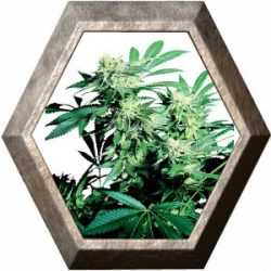 Skunk-Kush Regular 10 semillas Sensi Seeds SENSI SEEDS SENSI SEEDS