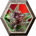 Shaman 3 semillas Dutch Passion Seeds