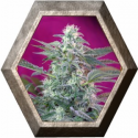 Big Foot 3 semillas Sweet Seeds