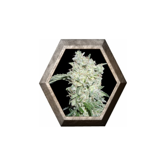 Afghan Kush Ryder Auto 3 semillas World Of Seeds WORLD OF SEEDS WORLD OF SEEDS