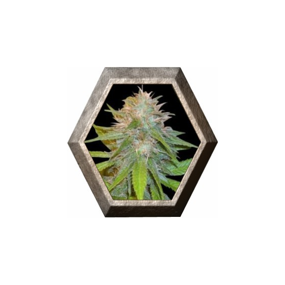 Chronic Haze 3 semillas World Of Seeds WORLD OF SEEDS WORLD OF SEEDS