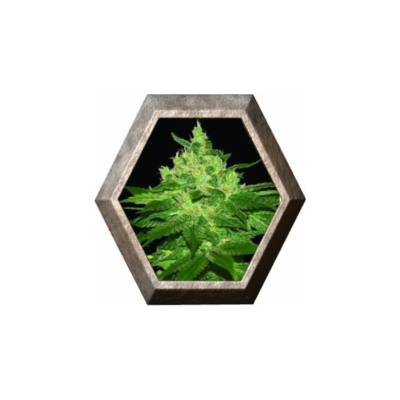 Afghan Kush 3 semillas World Of Seeds WORLD OF SEEDS WORLD OF SEEDS