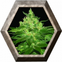 Afghan Kush 3 semillas World Of Seeds