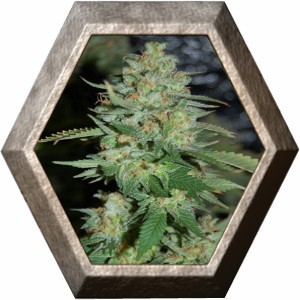 Auto Lennon de Pyramid Seeds Autoflorecientes