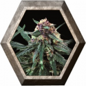 Auto Purple 1 semillas Pyramid Seeds