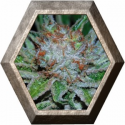 Auto Shark 1 semillas Pyramid Seeds