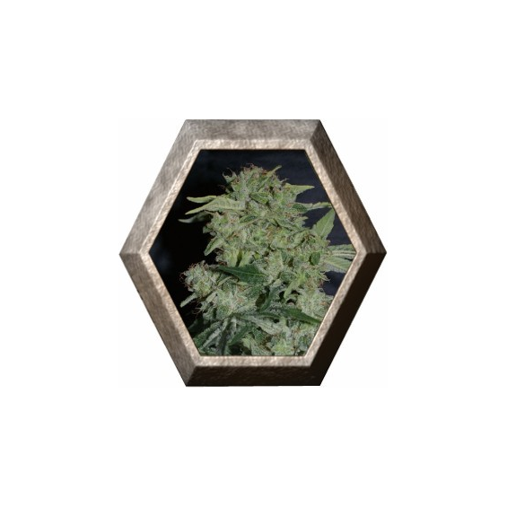 Auto Super Hash 1 semilla Pyramid Seeds PYRAMID SEEDS PYRAMID SEEDS