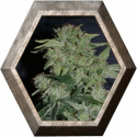 Auto Super Hash 1 semilla Pyramid Seeds