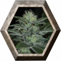 Auto White Widow 1 semilla Pyramid Seeds