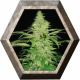 Northern Lights 5 semilla Pyramid Seeds PYRAMID SEEDS PYRAMID SEEDS