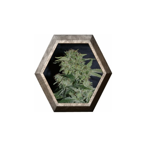 Super Hash 1 semilla Pyramid Seeds PYRAMID SEEDS PYRAMID SEEDS