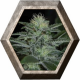 White Widow 1 semilla Pyramid Seeds PYRAMID SEEDS PYRAMID SEEDS