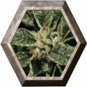 Bubba Kush 1 semilla Green House Seeds