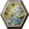 Blue Mystic 5 semilla Nirvana Seeds