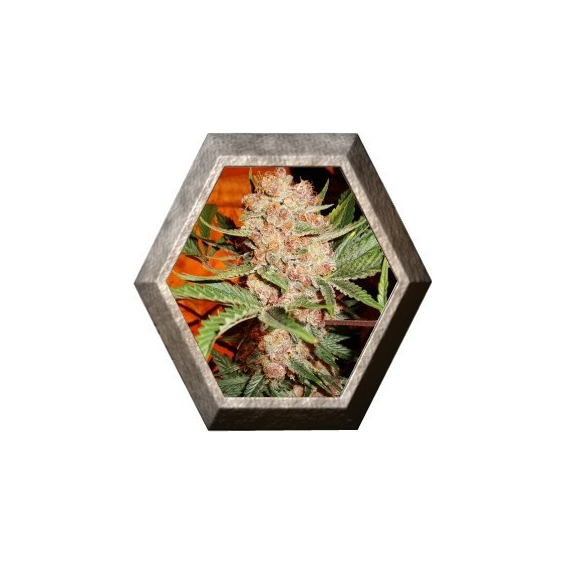 Bubblelicious 5 semillas Nirvana Seeds NIRVANA SEEDS NIRVANA SEEDS