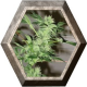 Chrystal 5 semillas Nirvana Seeds NIRVANA SEEDS NIRVANA SEEDS