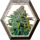 Liberty Haze 1 semilla Barney´s Farm BARNEY´S FARM SEEDS  BARNEY´S FARM