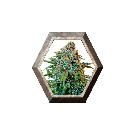 Liberty Haze 1 semilla Barney´s Farm BARNEY´S FARM SEEDS  BARNEY´S FARM